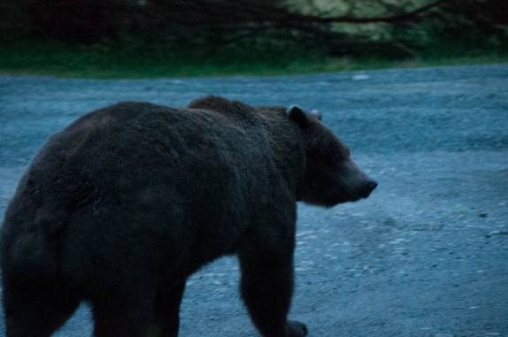 Um grande e obeso urso atravessa a estrada bem em frente à Fiona, em Haines, no sudeste do Alaska